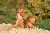 CAVALIER KING CHARLES 742